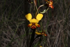 Diuris corymbosa