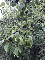 Rhamnus cathartica
