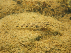 Glossogobius
