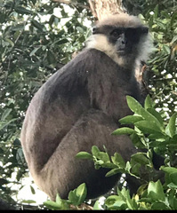 Semnopithecus vetulus