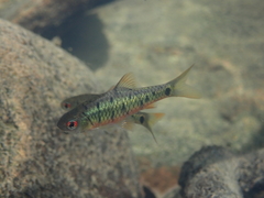 Barbodes semifasciolatus