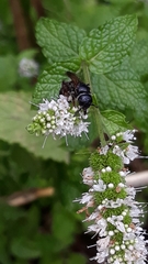 Colpa quinquecincta