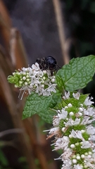 Colpa quinquecincta