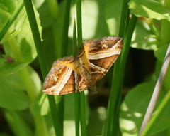 Chrysolarentia conifasciata