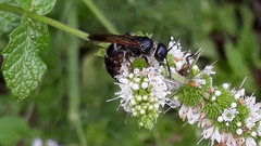 Colpa quinquecincta