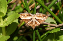 Chrysolarentia conifasciata