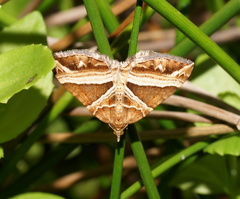 Chrysolarentia conifasciata