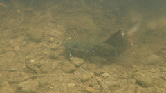 Asian Red Tailed Catfish photo 5