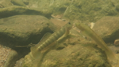 Stiphodon multisquamus