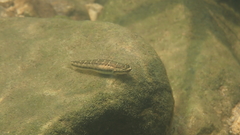Stiphodon multisquamus