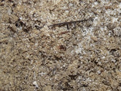 Ponera pennsylvanica