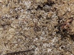 Ponera pennsylvanica