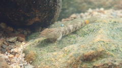 Rhinogobius leavelli
