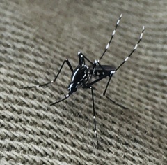 Aedes albopictus