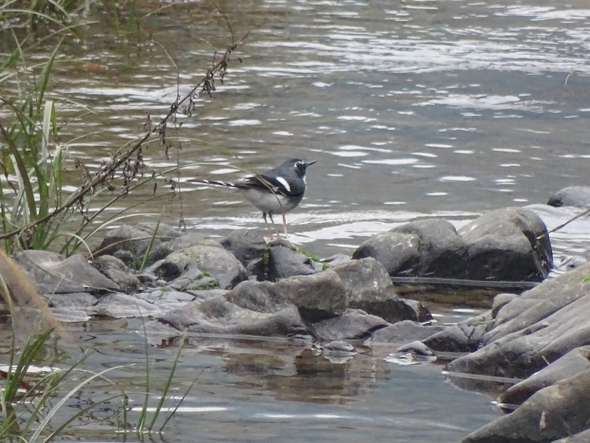 Slaty-backed Forktail