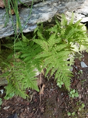 Phegopteris