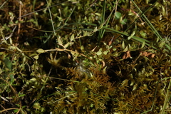 Stellaria crassifolia