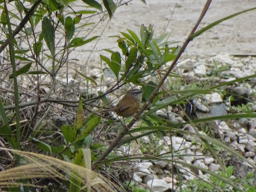Hill Prinia (Prinia superciliaris), photo 3