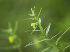 Melampyrum sylvaticum