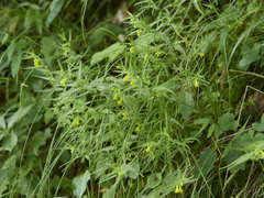 Melampyrum sylvaticum