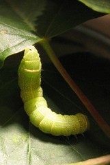 Orthosia cerasi