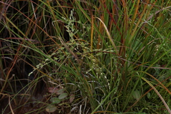 Stellaria crassifolia