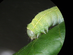 Orthosia cerasi