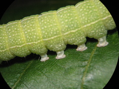 Orthosia cerasi