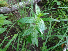 Epilobium glandulosum