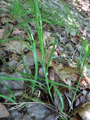 Carex argyrantha