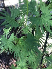 Ipomoea × multifida