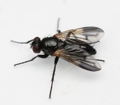 Paykullia maculata