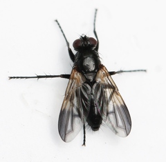 Paykullia maculata