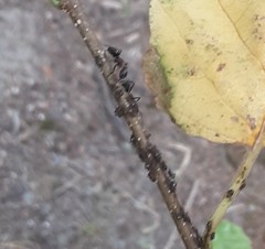 Camponotus novaeboracensis