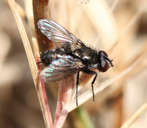 Pouting Woodlouse-fly, photo 4 of 10