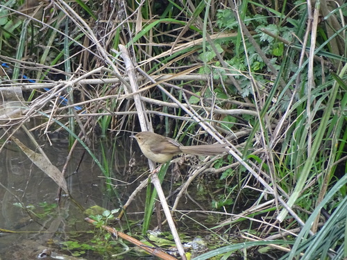 Plain Prinia