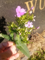 Phlox paniculata