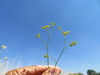 Bupleurum gerardi - Photo (c) יאיר אור, some rights reserved (CC BY-NC-SA), uploaded by יאיר אור