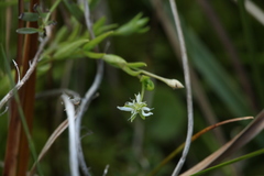 Stellaria crassifolia
