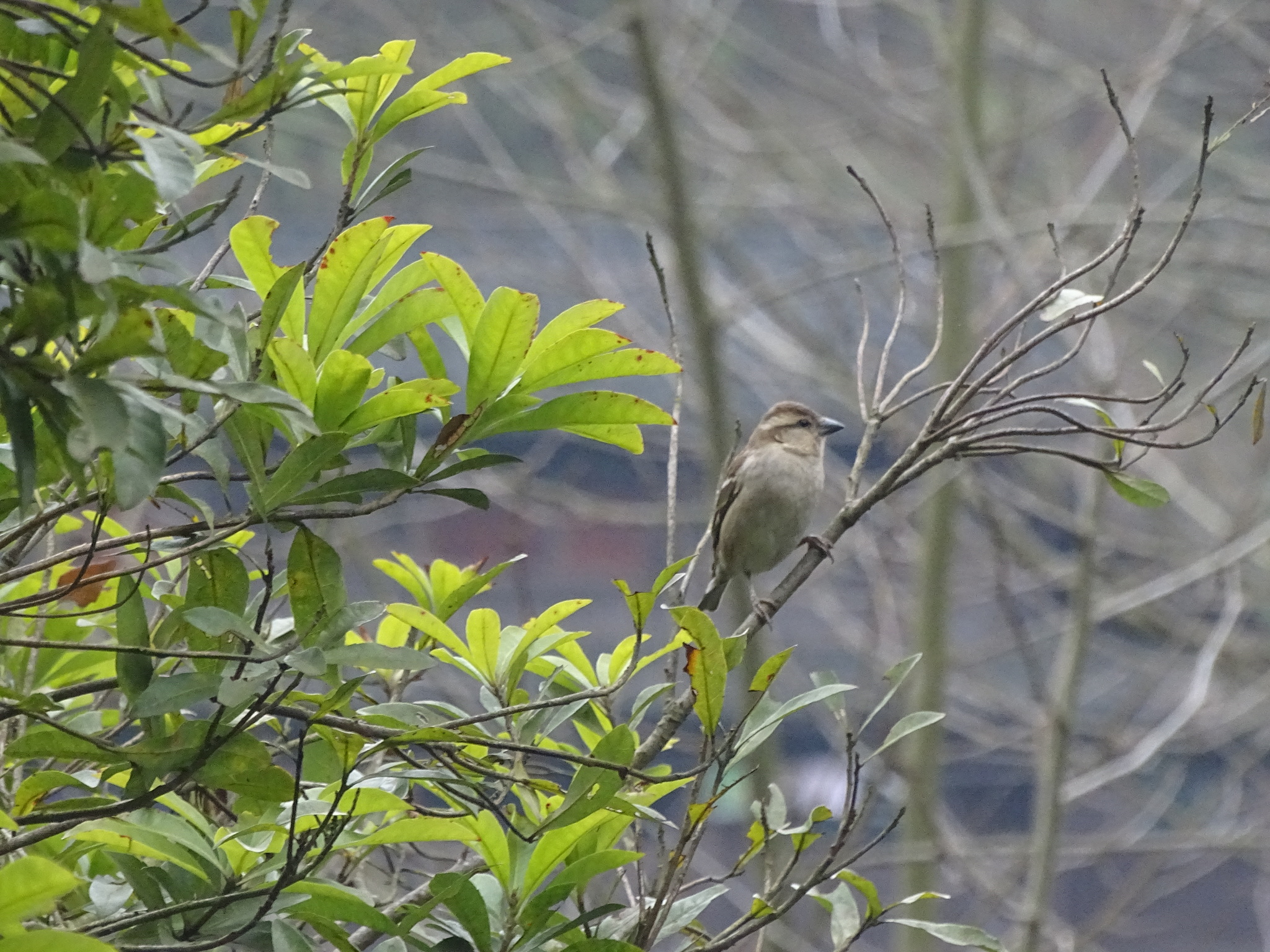 Russet Sparrow