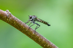 Neomochtherus willistoni