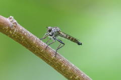 Neomochtherus willistoni