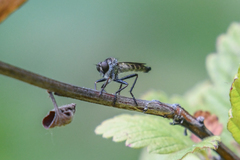 Neomochtherus willistoni