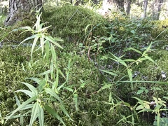 Melampyrum sylvaticum