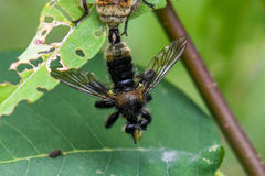 Laphria fernaldi