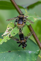Laphria fernaldi