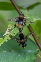 Laphria fernaldi