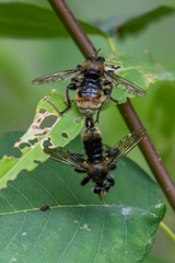 Laphria fernaldi