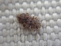 Coxelus pictus