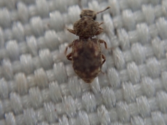 Coxelus pictus